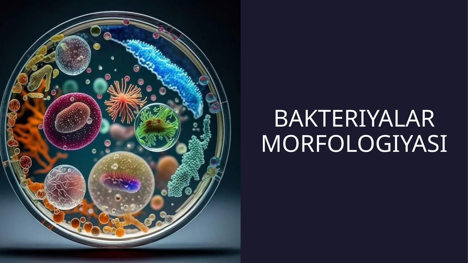 Bakteriyalar morfologiyasi (taqdimot)