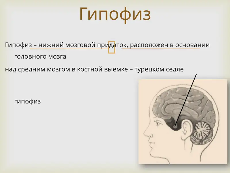 Гипофиз