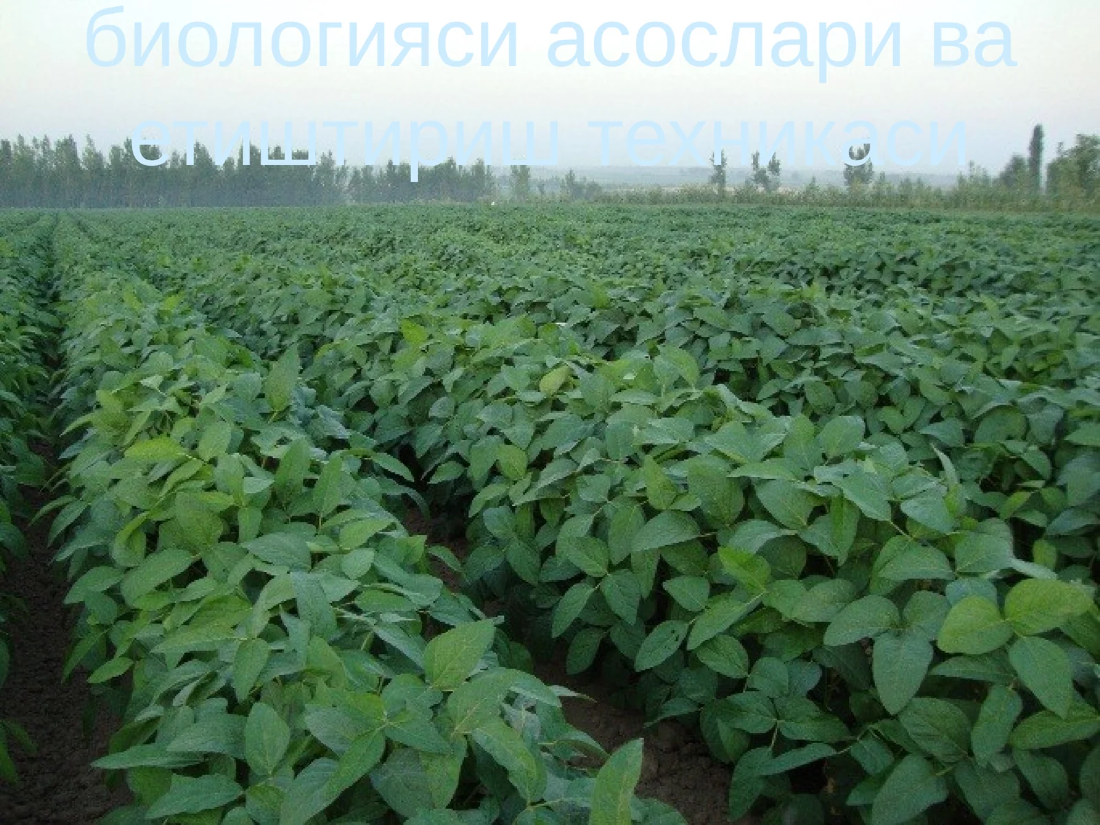Соя етиштиришнинг биологияси асослари ва етиштириш техникаси