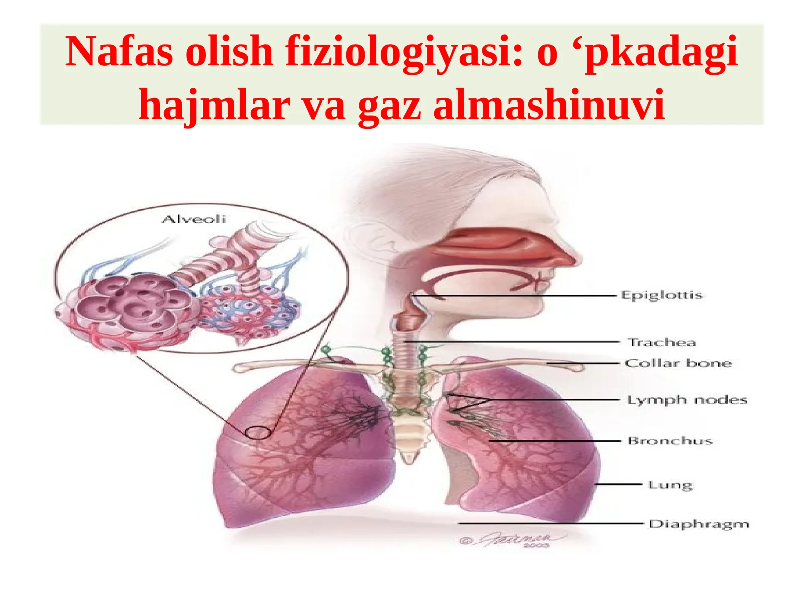 Nafasolishfiziologiyasi: o ‘pkadagihajmlarvagazalmashinuvi