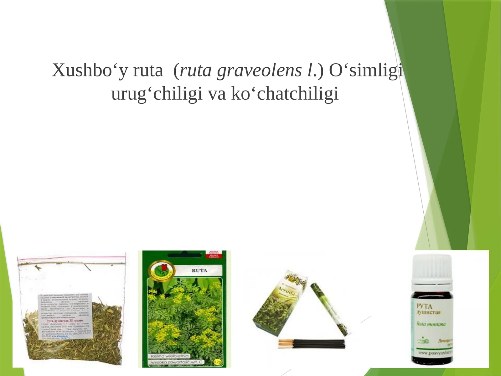 Xushbo‘y ruta (Ruta graveolens L.)