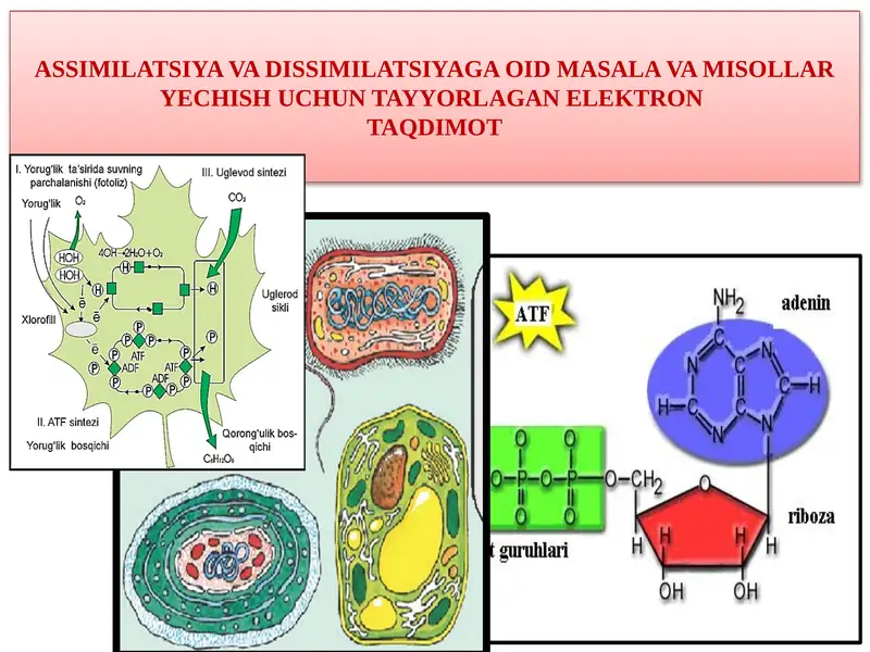 ASSIMILATSIYAVA DISSIMILATSIYAGA OID MASALA VA MISOLLAR YECHISH UCHUN TAYYORLAGAN ELEKTRONTAQDIMOT