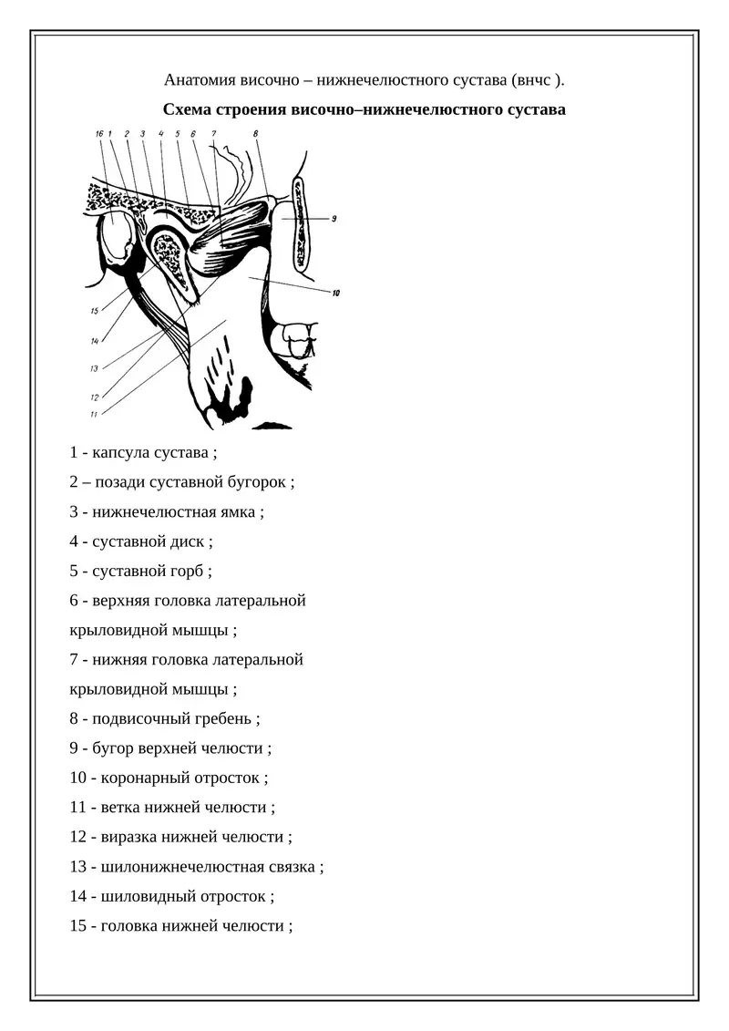 Анатомия височно – нижнечелюстного сустава (внчс)