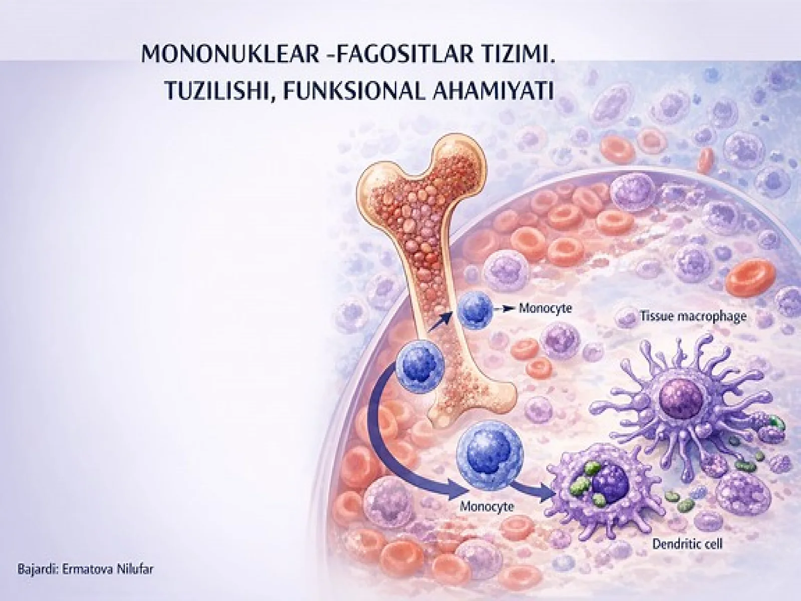 MONONUKLEAR -Fagotysitar tizim funksiyalari va ahamiyati