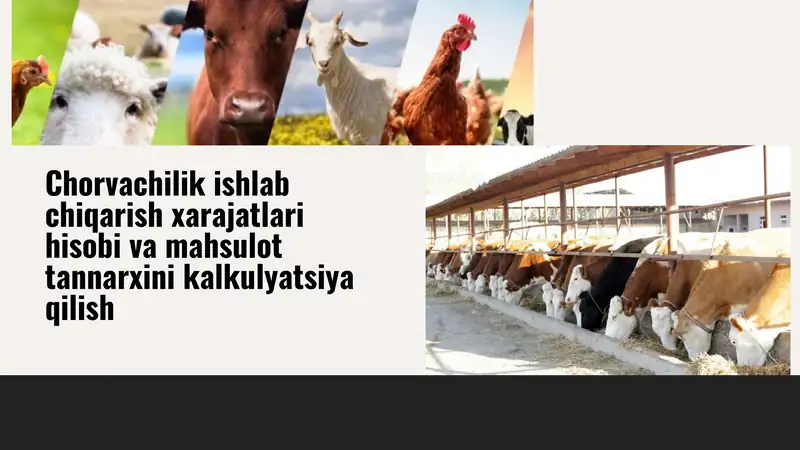 Chorvachilik ishlab chiqarish xarajatlari hisobi va mahsulot tannarxini kalkulyatsiya