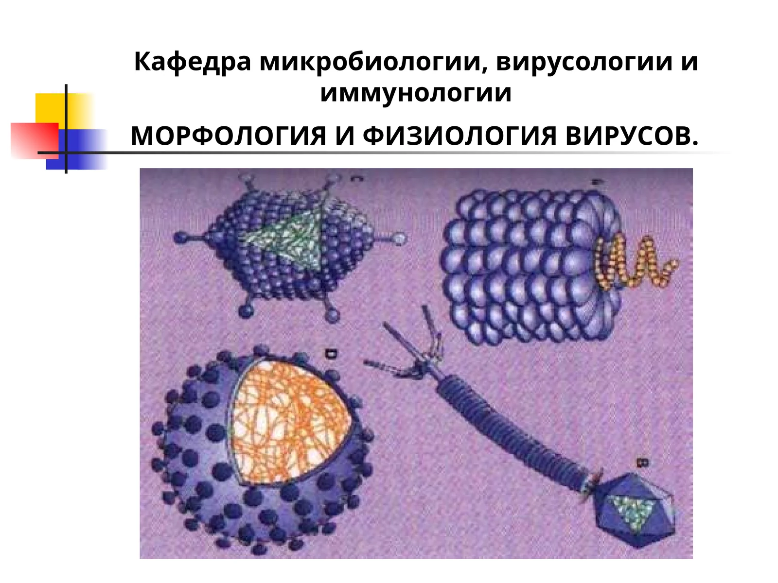 МОРФОЛОГИЯ И ФИЗИОЛОГИЯ ВИРУСОВ