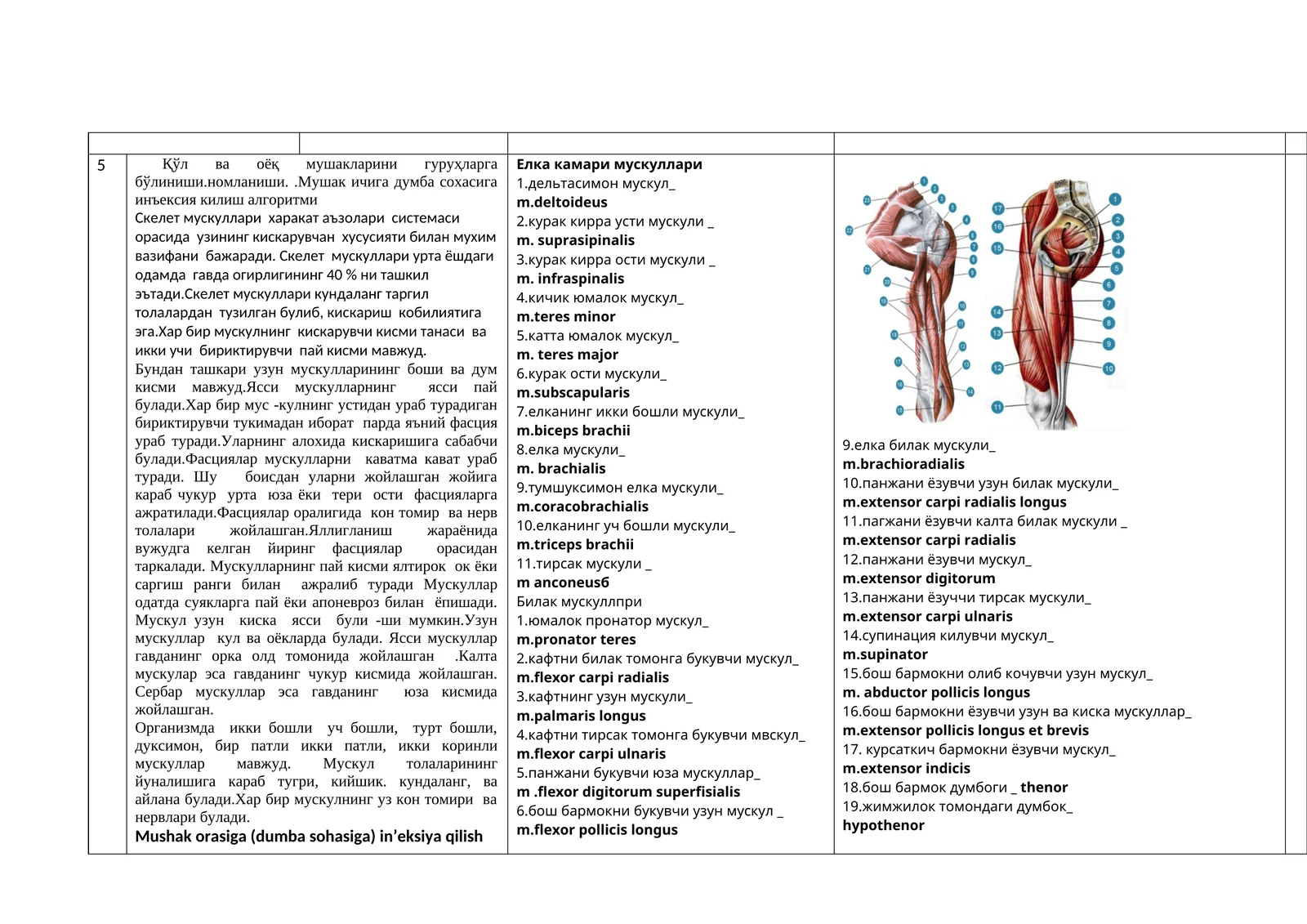 Скелет мускуллари урта ёшдаги одамда гавда огирлигининг 40% ни ташкил эътади