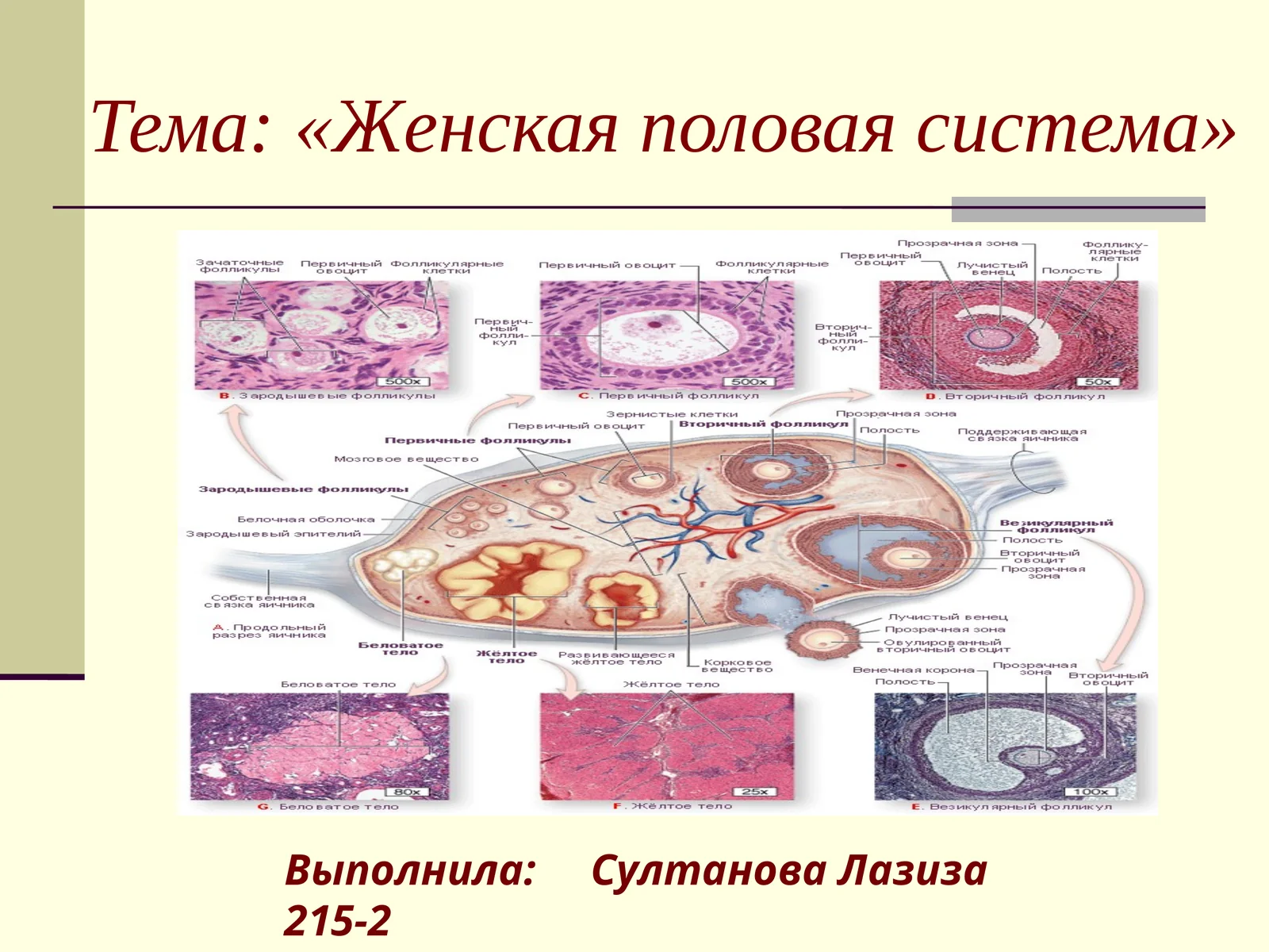 Женская половая система