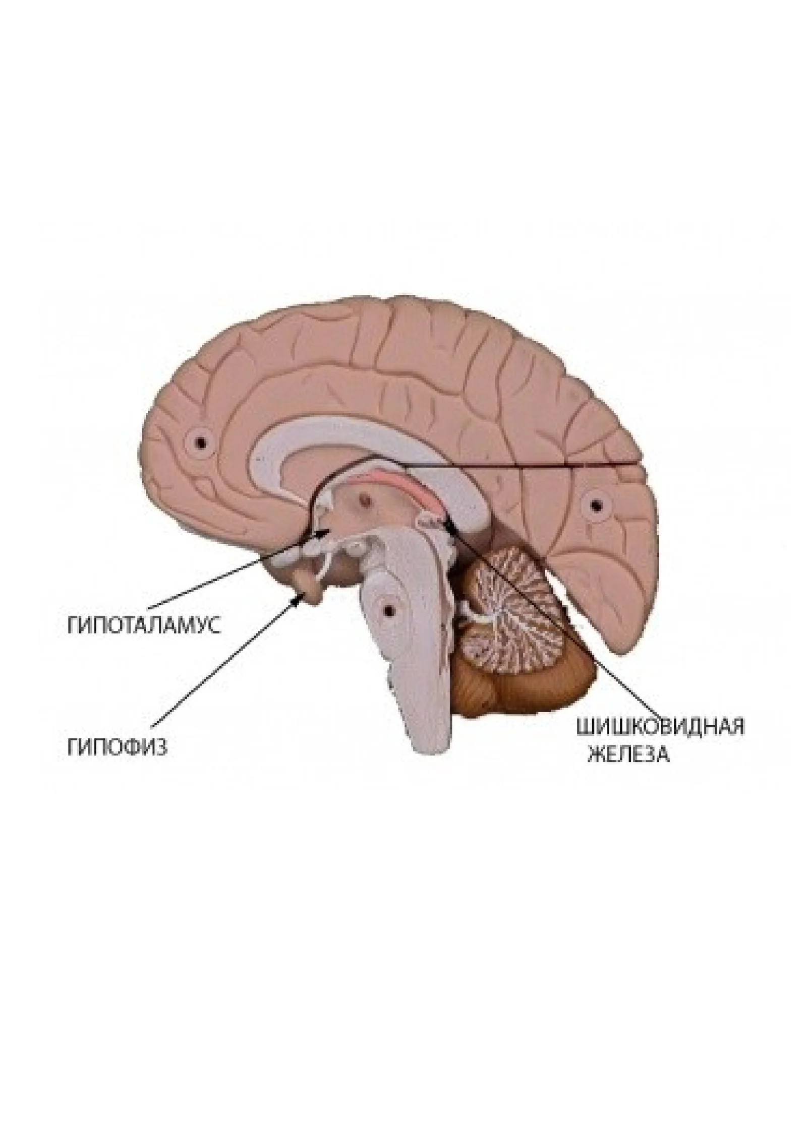 РЕФЕРАТ по Анатомии
